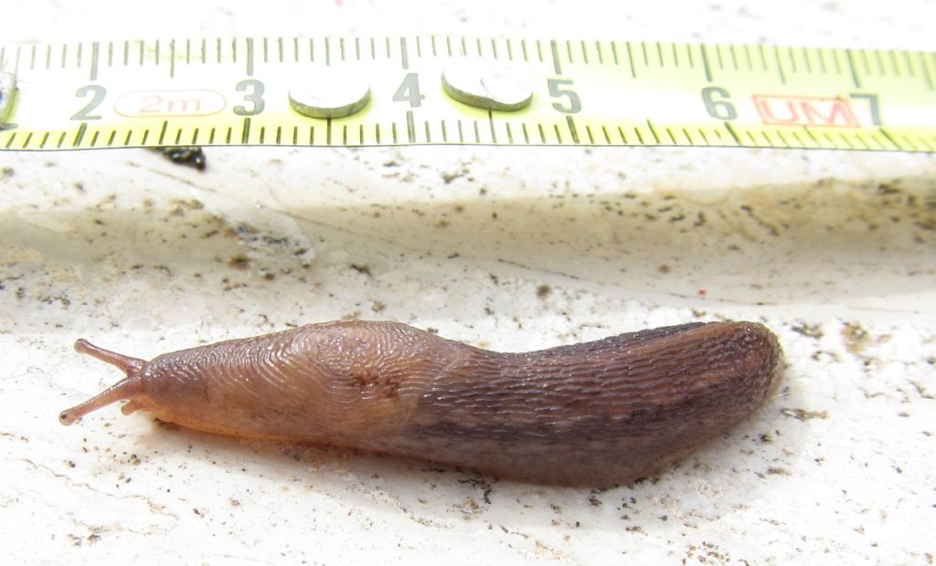 Limax juv. da Macchia del Barco (RM)